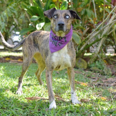 Mia, an adoptable Mixed Breed in Kailua Kona, HI, 96740 | Photo Image 3