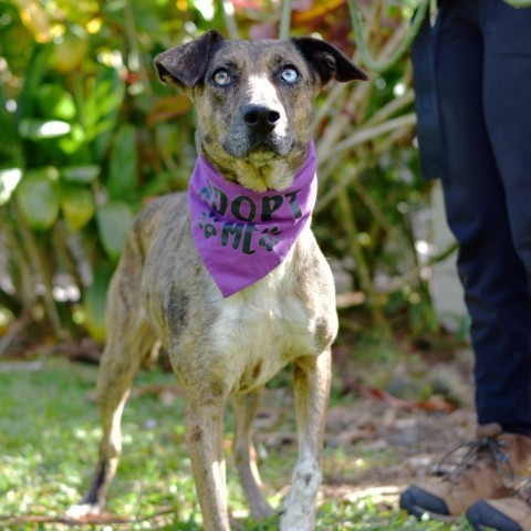 Mia, an adoptable Mixed Breed in Kailua Kona, HI, 96740 | Photo Image 4