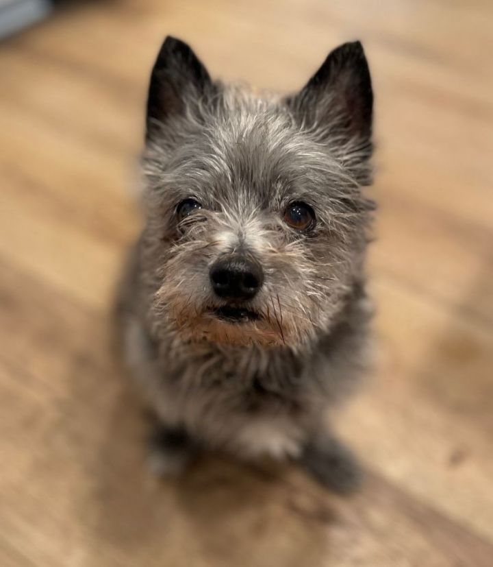 Petfinder cairn hot sale terrier