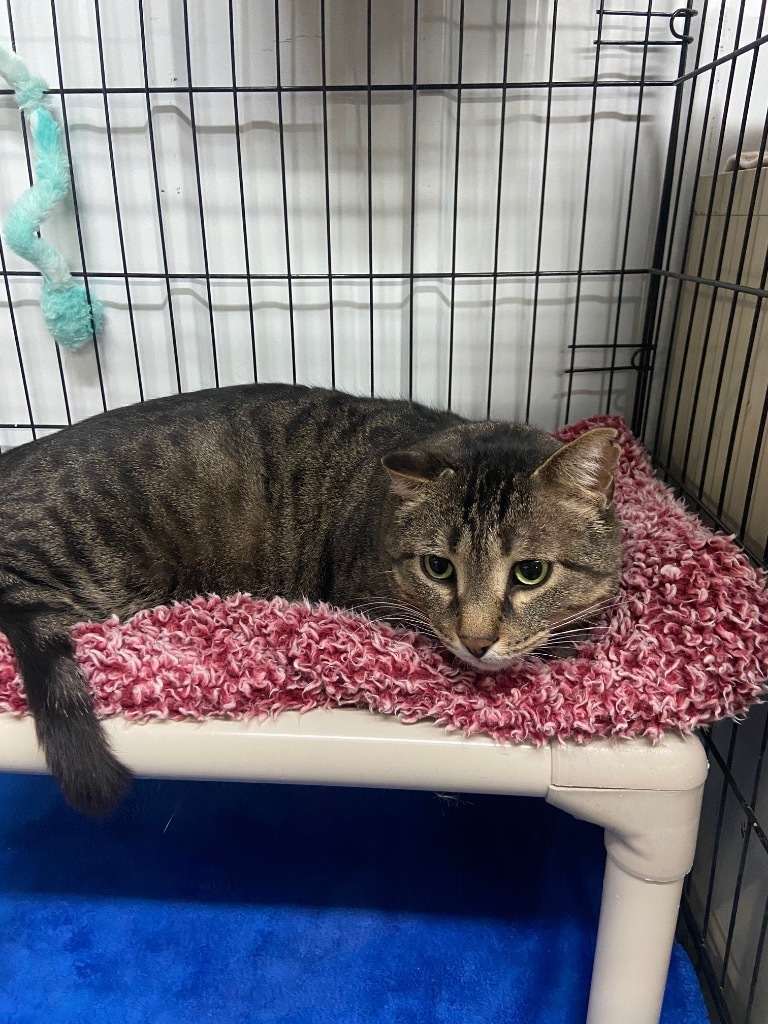 Squeaks, an adoptable Domestic Short Hair in Virginia, MN, 55792 | Photo Image 1