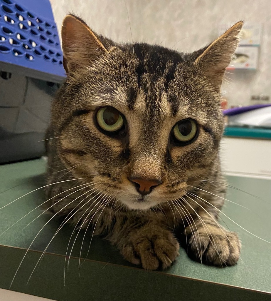 Squeaks, an adoptable Domestic Short Hair in Virginia, MN, 55792 | Photo Image 3