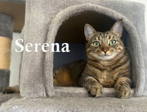 Serena Tabby Cat