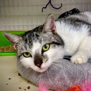 Cat for adoption - Gucci, a Tabby in Senatobia, MS | Petfinder