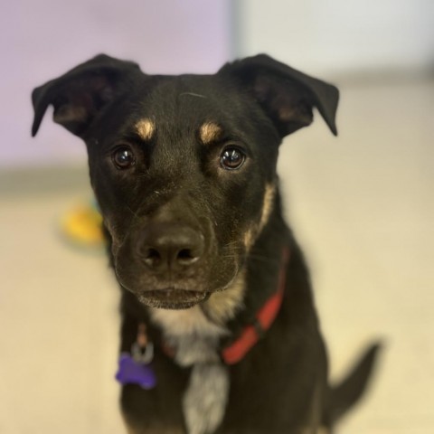 Dog for adoption Brodie a Shepherd Cattle Dog Mix in Fresno