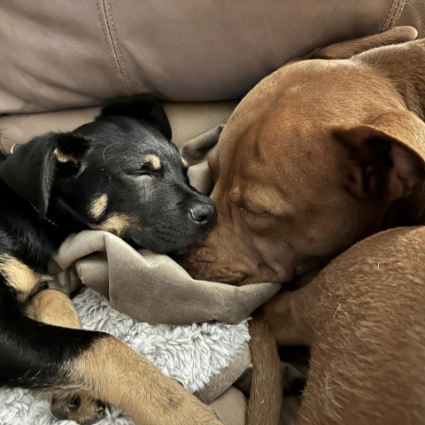 Dog for adoption Brodie a Shepherd Cattle Dog Mix in Fresno