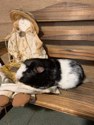 Penne and spaghetti are a sweet pair that were surrendered because their previous family had hay all