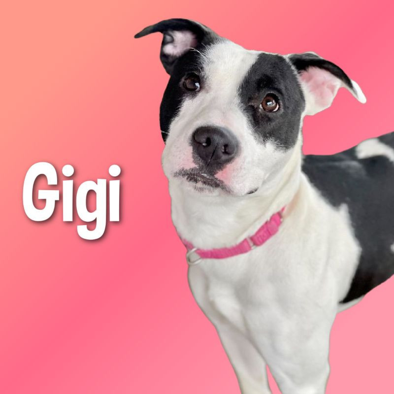 Gigi, an adoptable Pit Bull Terrier, Mixed Breed in Cortland, NY, 13045 | Photo Image 1