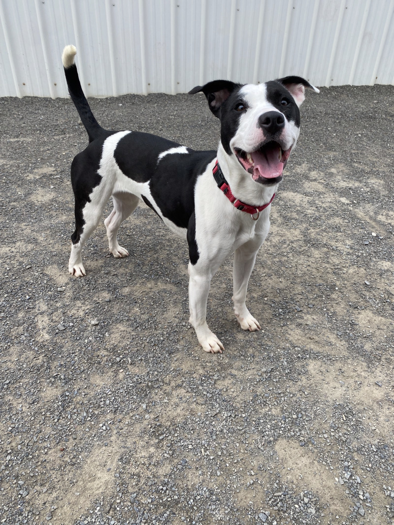 Gigi, an adoptable Pit Bull Terrier, Mixed Breed in Cortland, NY, 13045 | Photo Image 3