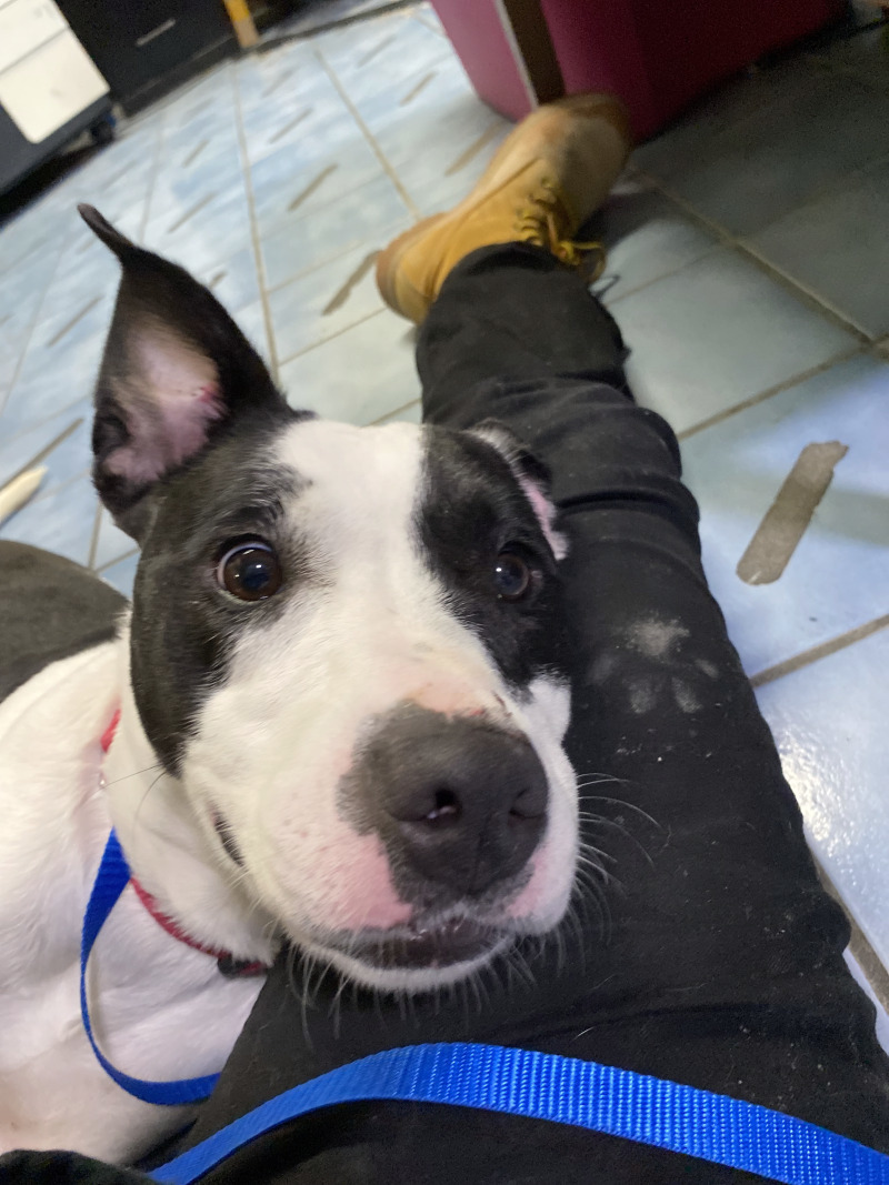 Gigi, an adoptable Pit Bull Terrier, Mixed Breed in Cortland, NY, 13045 | Photo Image 4