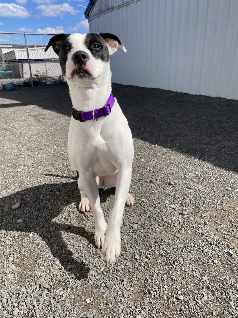 Gigi, an adoptable Pit Bull Terrier, Mixed Breed in Cortland, NY, 13045 | Photo Image 5