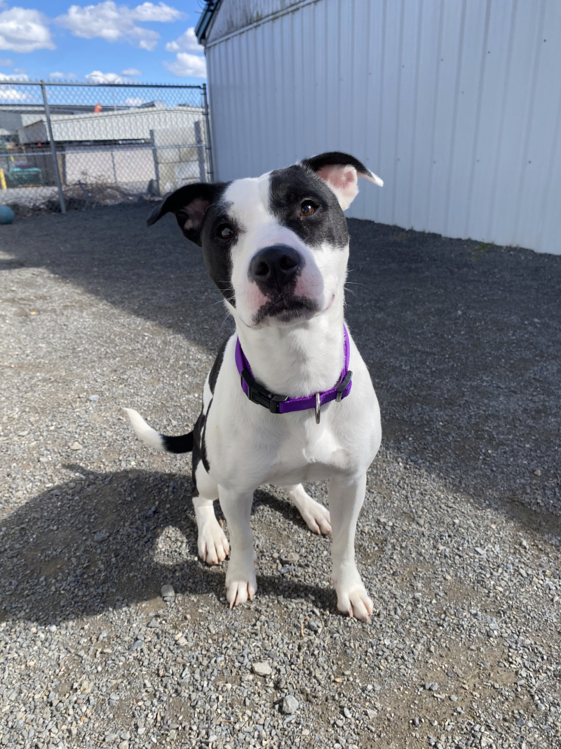 Gigi, an adoptable Pit Bull Terrier, Mixed Breed in Cortland, NY, 13045 | Photo Image 6