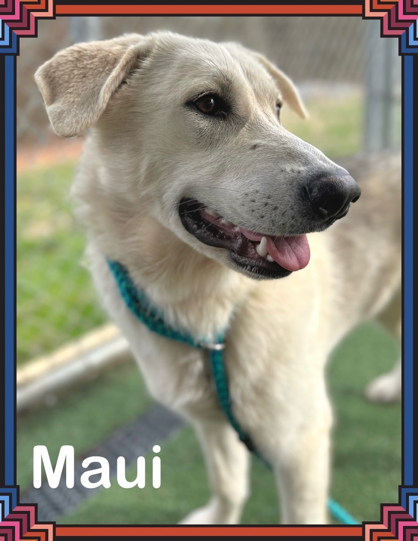 MAUI (also see CHLOE)