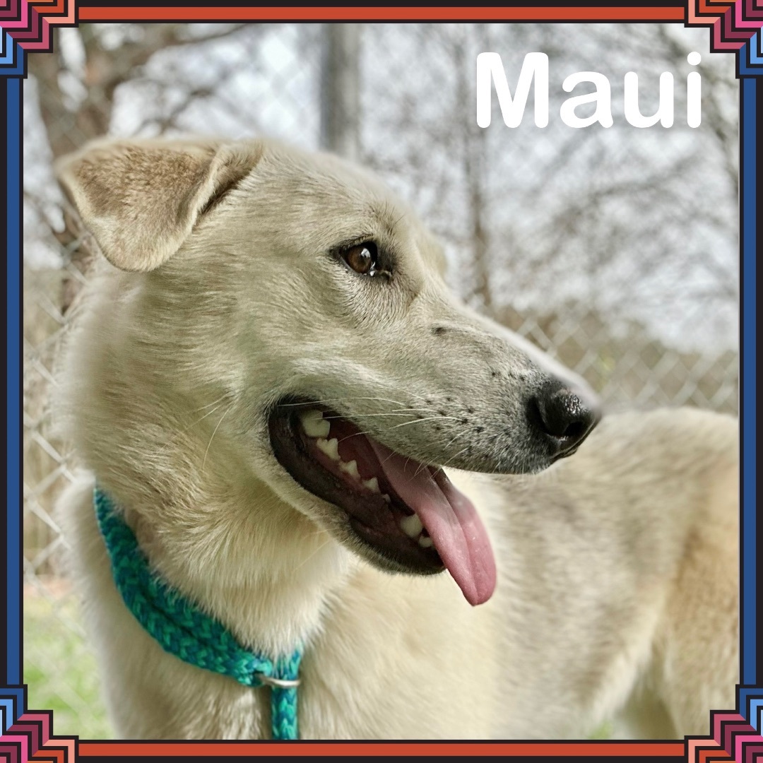 MAUI (also see CHLOE)