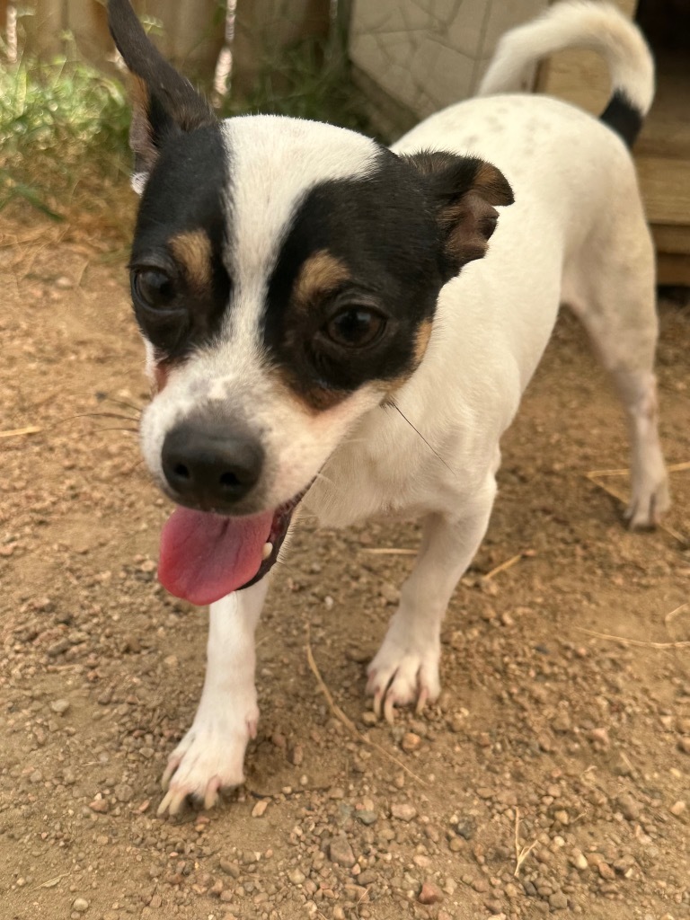 Scooter, an adoptable Chihuahua, Rat Terrier in Hastings, NE, 68901 | Photo Image 1