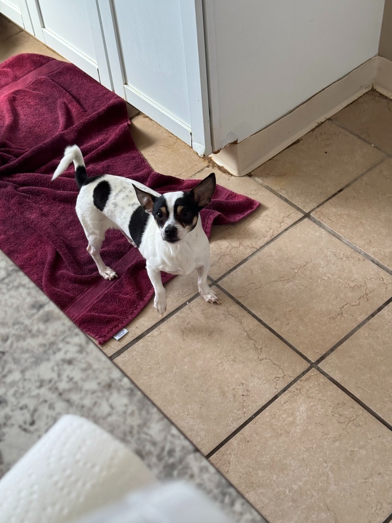 Scooter, an adoptable Chihuahua, Rat Terrier in Hastings, NE, 68901 | Photo Image 2