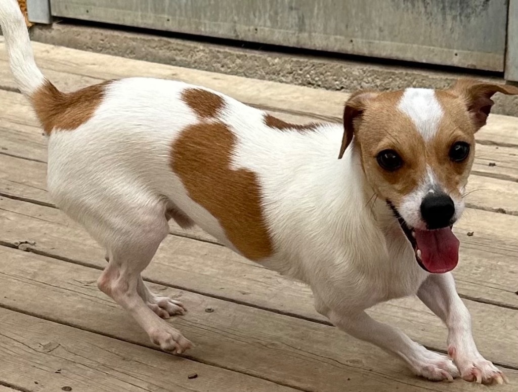 Squeaker, an adoptable Chihuahua, Rat Terrier in Hastings, NE, 68901 | Photo Image 1