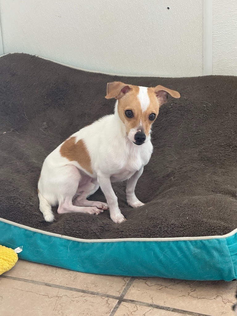 Squeaker, an adoptable Chihuahua, Rat Terrier in Hastings, NE, 68901 | Photo Image 2
