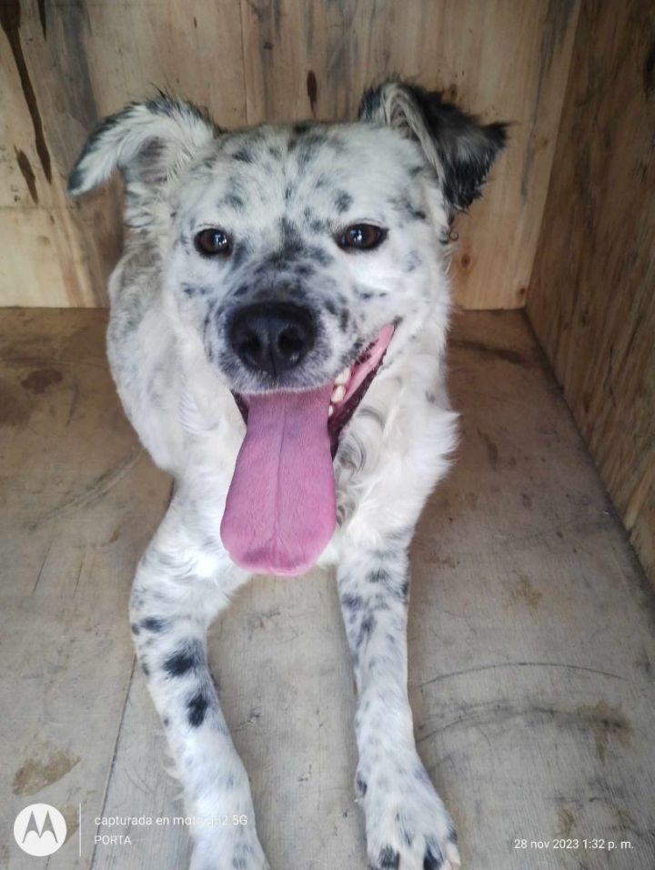 Australian shepherd best sale and dalmatian mix