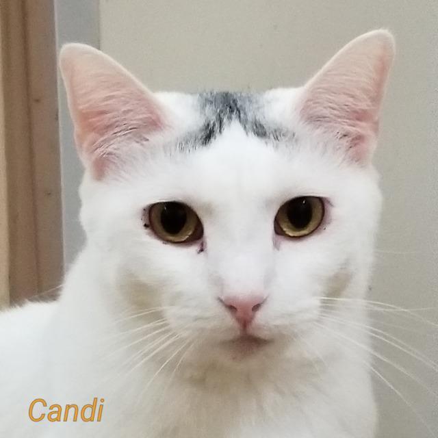 Candi, an adoptable Domestic Short Hair in Cedar Rapids, IA, 52404 | Photo Image 1