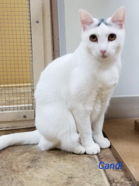 Candi, an adoptable Domestic Short Hair in Cedar Rapids, IA, 52404 | Photo Image 2