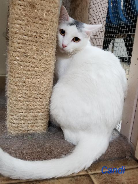 Candi, an adoptable Domestic Short Hair in Cedar Rapids, IA, 52404 | Photo Image 3