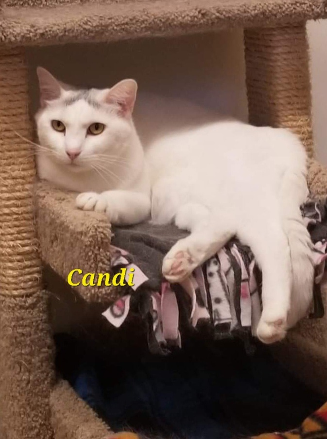 Candi, an adoptable Domestic Short Hair in Cedar Rapids, IA, 52404 | Photo Image 4