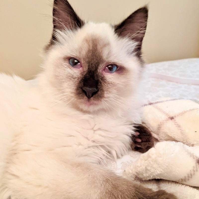 Dreamboat, an adoptable Ragdoll, Siamese in Gladstone, OR, 97027 | Photo Image 2