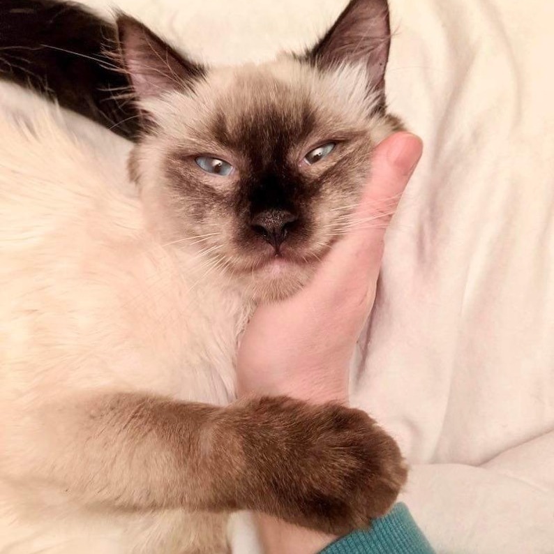 Dreamboat, an adoptable Ragdoll, Siamese in Gladstone, OR, 97027 | Photo Image 3