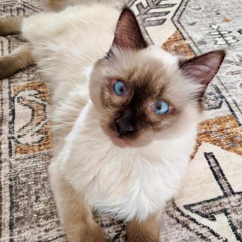 Dreamboat, an adoptable Ragdoll, Siamese in Gladstone, OR, 97027 | Photo Image 4