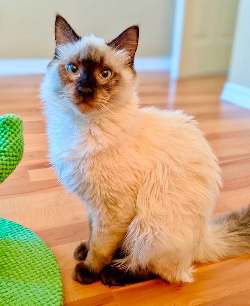 Dreamboat, an adoptable Ragdoll, Siamese in Gladstone, OR, 97027 | Photo Image 1
