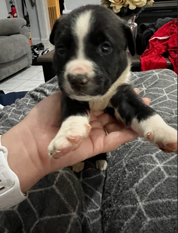 Dog for adoption - Rocky Vazquez, a Labrador Retriever & Pit Bull ...