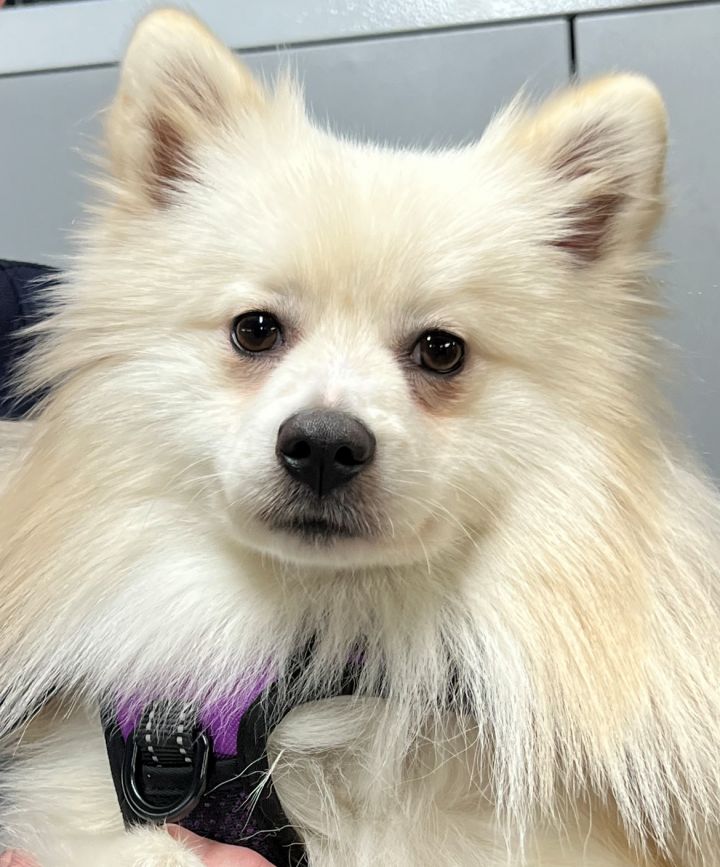 American eskimo best sale and pomeranian mix