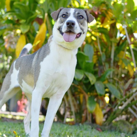 Aspen, an adoptable Mixed Breed in Kailua Kona, HI, 96740 | Photo Image 1