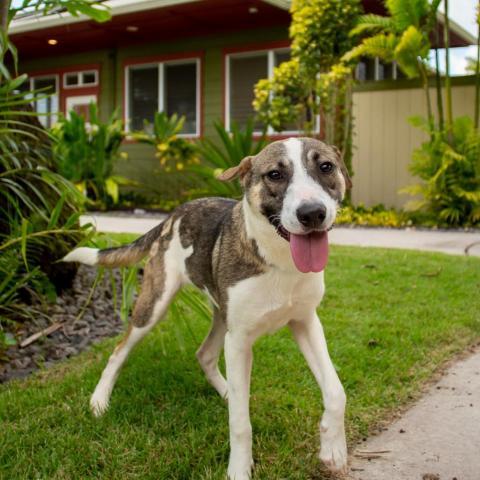 Aspen, an adoptable Mixed Breed in Kailua Kona, HI, 96740 | Photo Image 2
