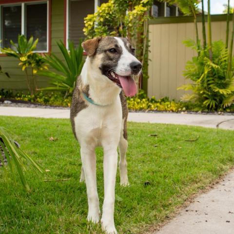 Aspen, an adoptable Mixed Breed in Kailua Kona, HI, 96740 | Photo Image 3