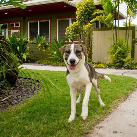 Aspen, an adoptable Mixed Breed in Kailua Kona, HI, 96740 | Photo Image 4