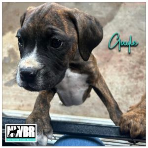Gayle 6 Months BoxerRidgeback 22 Pounds Kid  Dog Friendly Crate  Leash Trained Fostered in Kirkla
