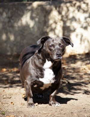 Sweet Pea, Adult Female unknown