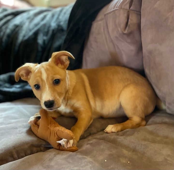 Corgi and maltese sales mix