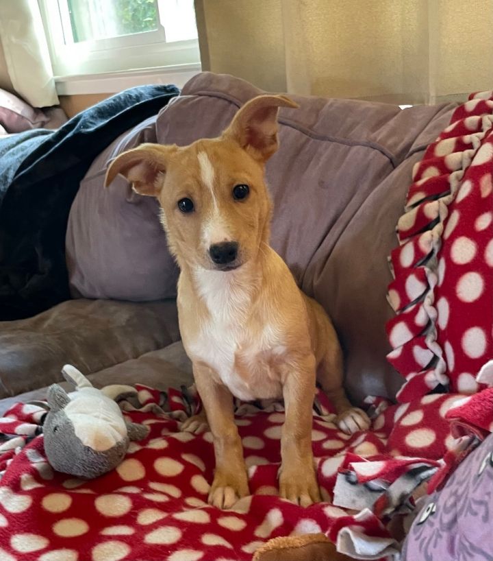 Corgi and maltese sales mix