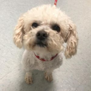 Welcome Peter to CAMO Rescue Hes the sweetest 5-year-old 13lb Poodle hoping to find a forever hom