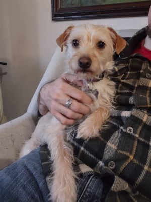 Animal Profile Congee is a terrier mix who was found inside a home after his ow