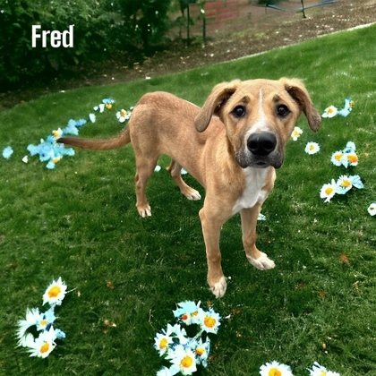 Fred 2