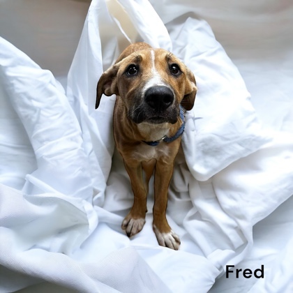 Fred 3