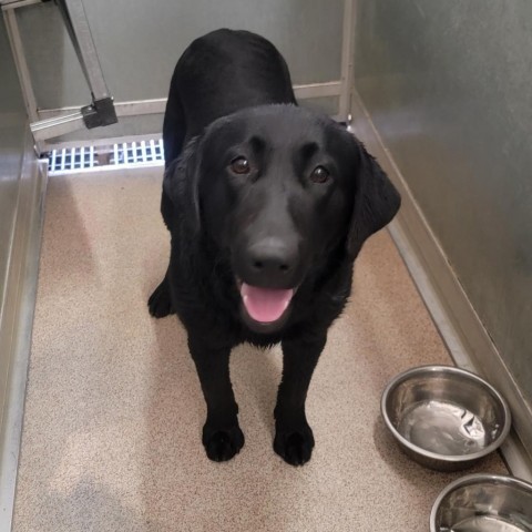 Dog for adoption Scooter a Black Labrador Retriever in Ardmore