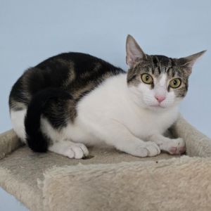 Sadie is that hidden gem of a kitten Shes a shy timid sweetheart with a gentle and sweet nature 