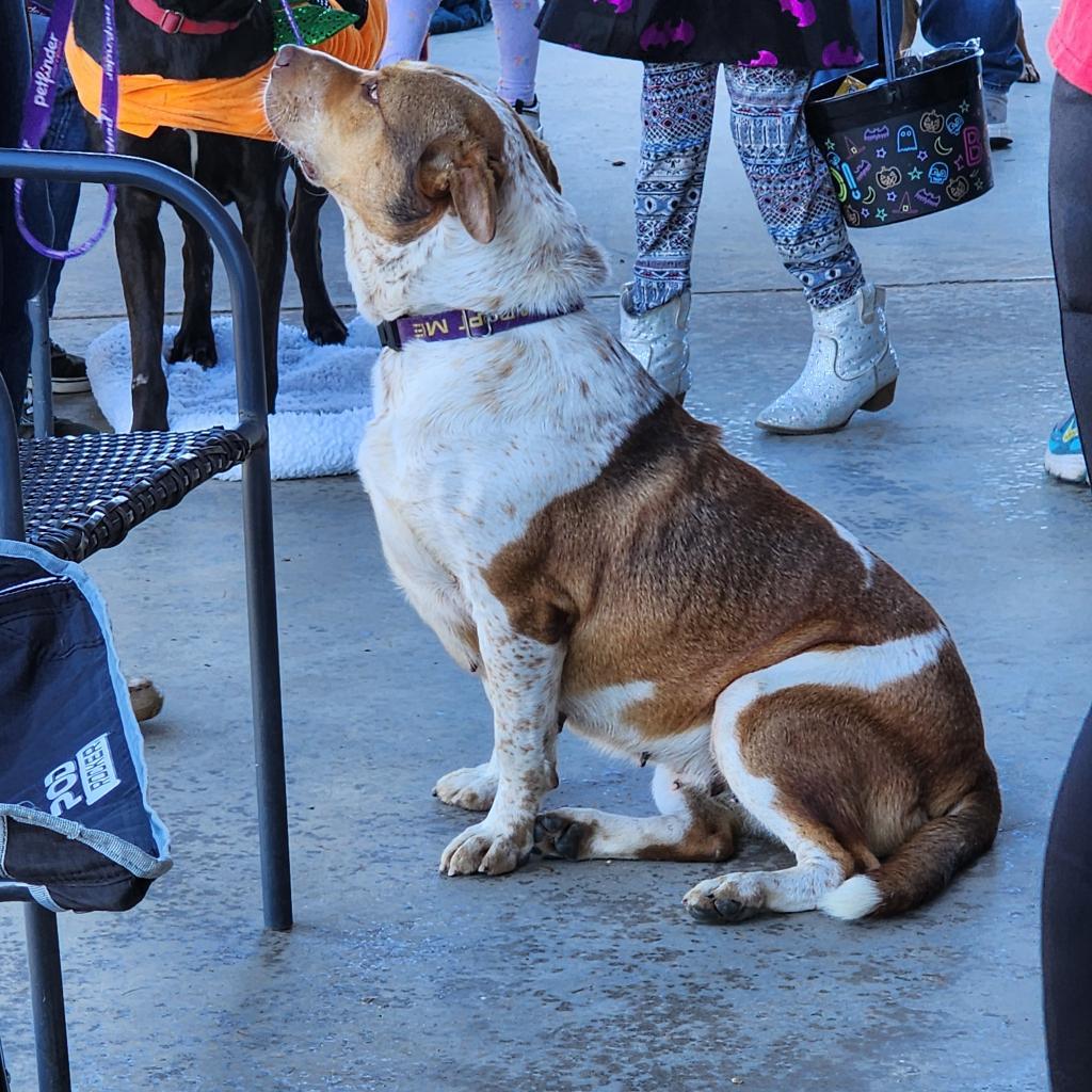 Lotus, an adoptable Cattle Dog, Mixed Breed in Enid, OK, 73703 | Photo Image 2