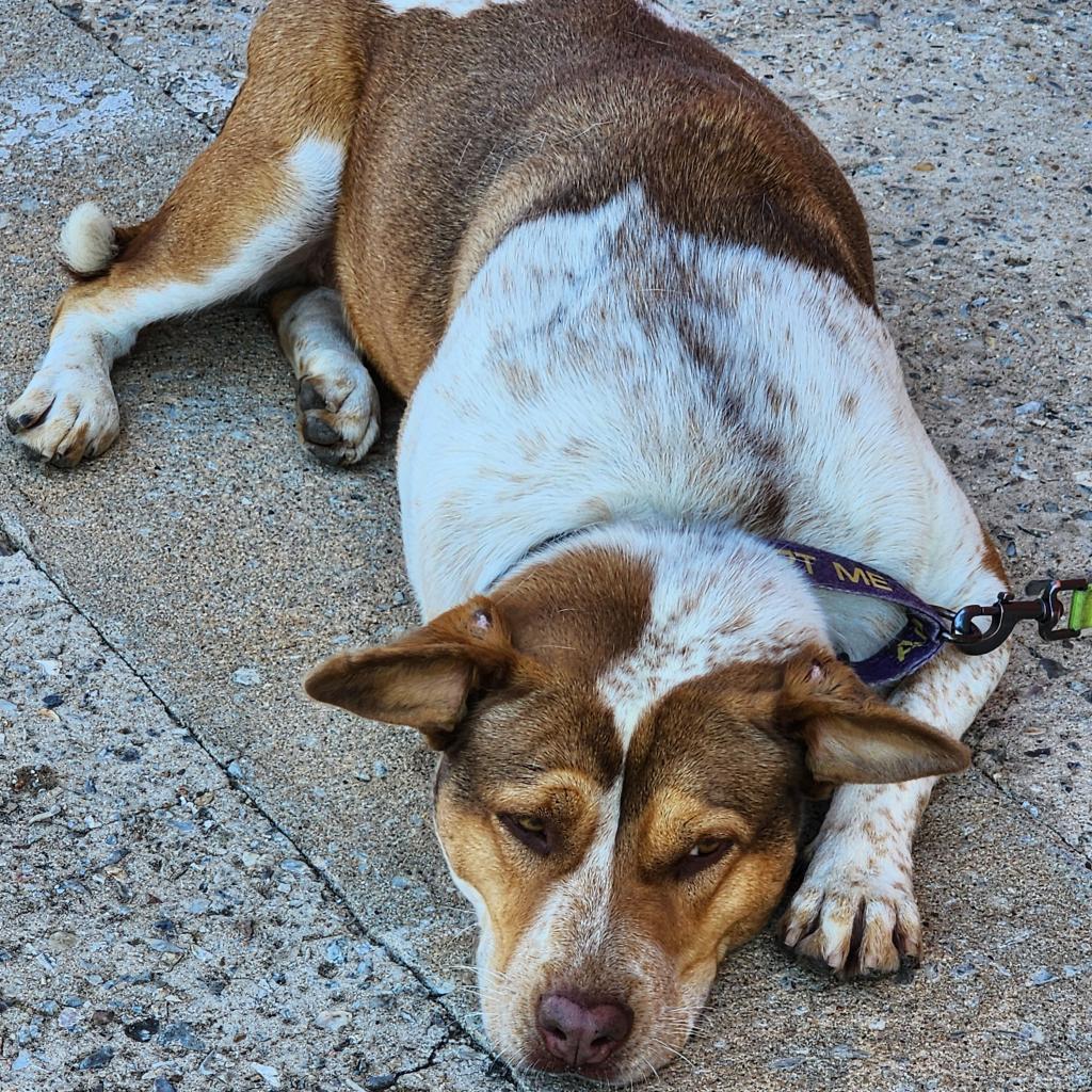 Lotus, an adoptable Cattle Dog, Mixed Breed in Enid, OK, 73703 | Photo Image 3