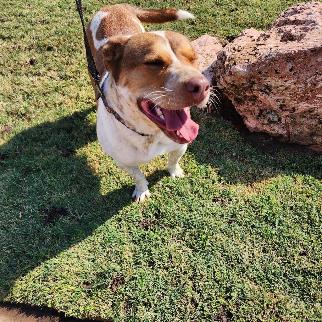 Lotus, an adoptable Cattle Dog, Mixed Breed in Enid, OK, 73703 | Photo Image 4