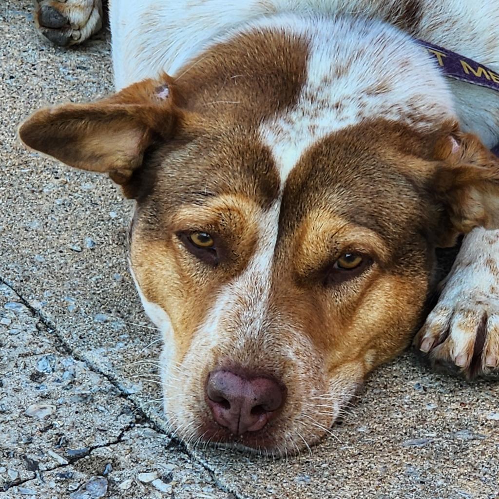 Lotus, an adoptable Cattle Dog, Mixed Breed in Enid, OK, 73703 | Photo Image 5